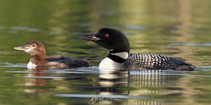 NH Loon & chic
Southern NH
7/29/19
