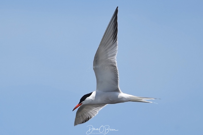 Common Tern on the hunt
Salisbury boat ramp
7/28/2020
