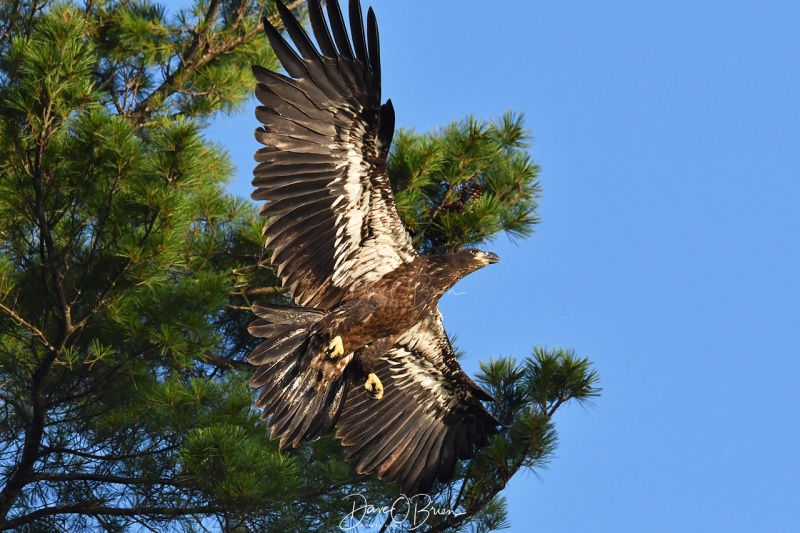 Immature Bald Eagle
Southern NH
7/29/19
