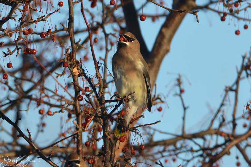 Cedar Waxwing enjoying a cranberry 12/15/17
