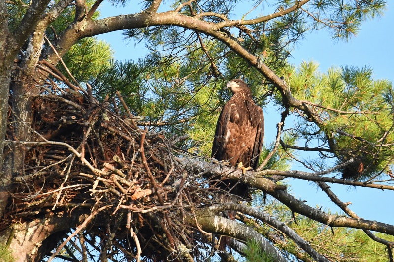 Immature Bald Eagle
Southern NH
7/29/19
