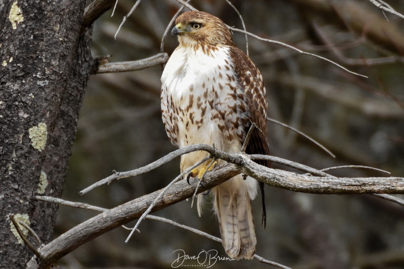 Red Tail Hawk 2/17/18
