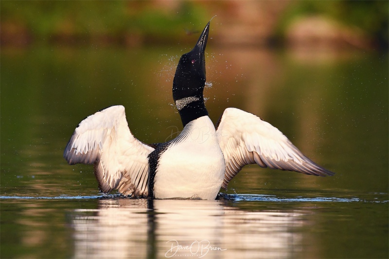 NH Loon
Southern NH
7/29/19
