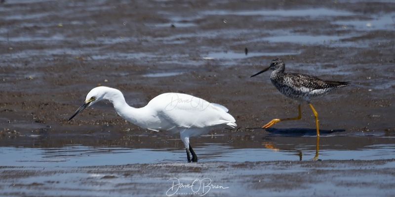 Snowy Egret and a Lesser Yellowlegs search for lunch
Salisbury boat ramp
7/28/2020
