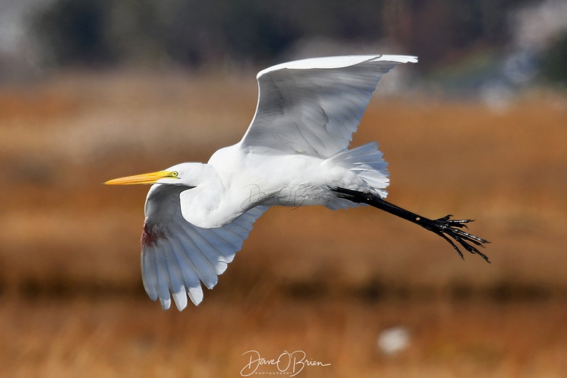 Great Egret takes flight
11/15/2020
