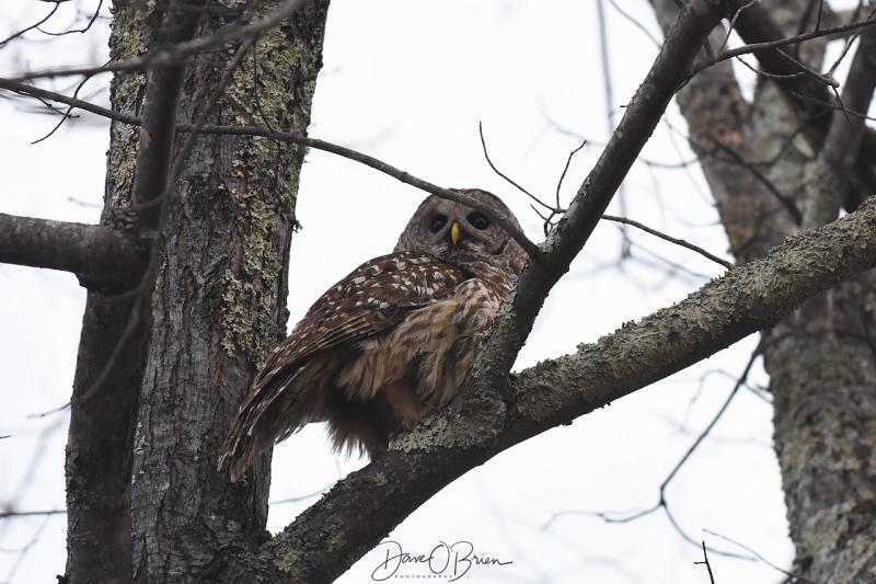 Jane Kelly releases 3 Barred Owls
12/29/18
