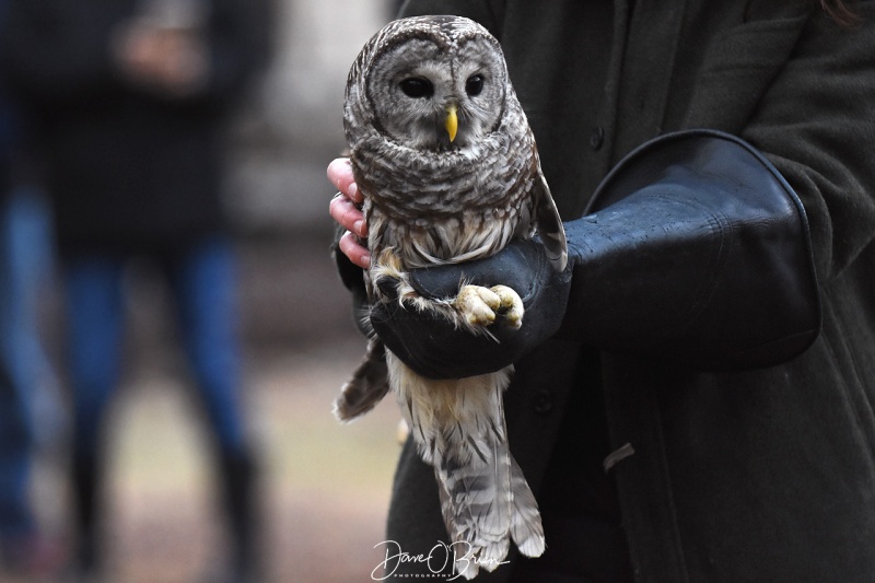 Jane Kelly releases 3 Barred Owls
12/29/18
