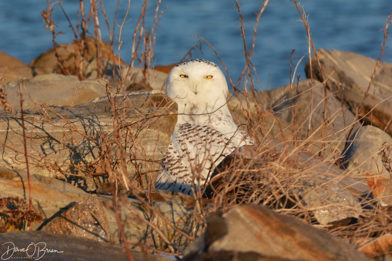 Snowy Owl on the Southern NH coast 12/16/17
