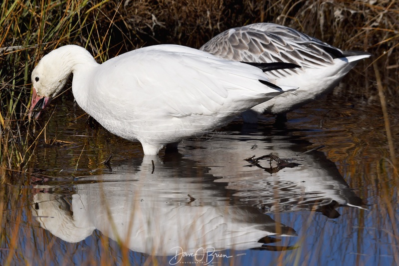 Snow Geese having a snack
11/15/2020
