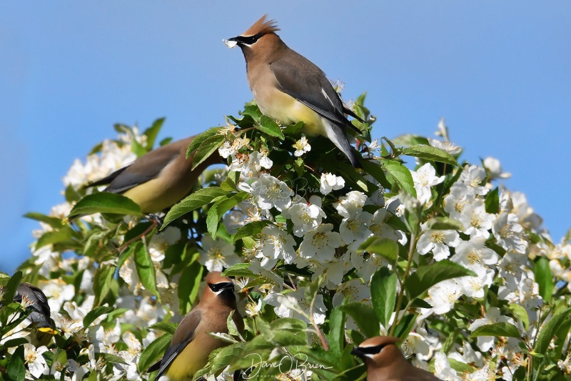 Cedar Waxwings
Kennebunkport
5/31/2020
