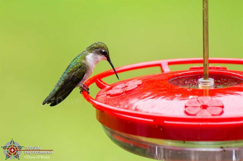 Ruby Throated Hummingbird 7/15/17
