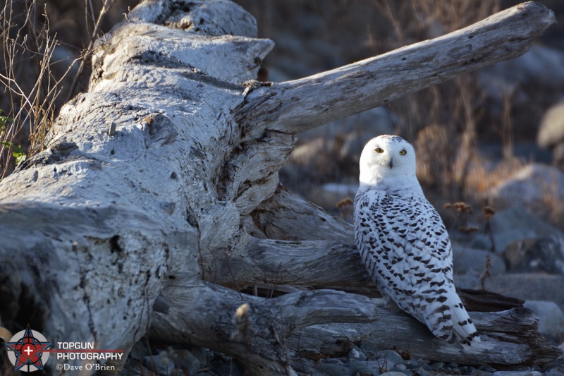 Snowy owl, Rye State Park 12-2-15
