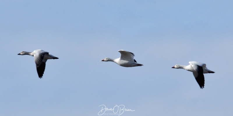Snow Geese on the move
11/15/2020
