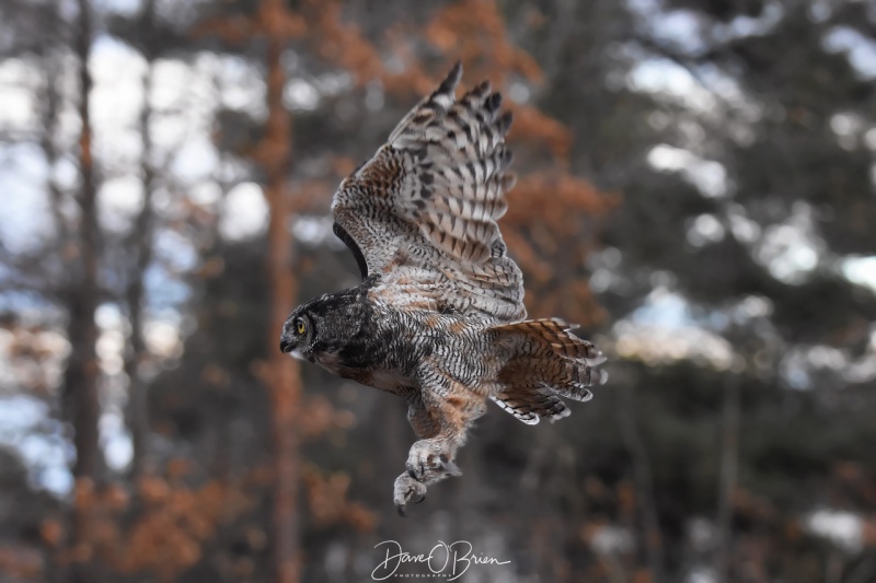 Jane Kelly's released Long Eared Owl
12/29/18
