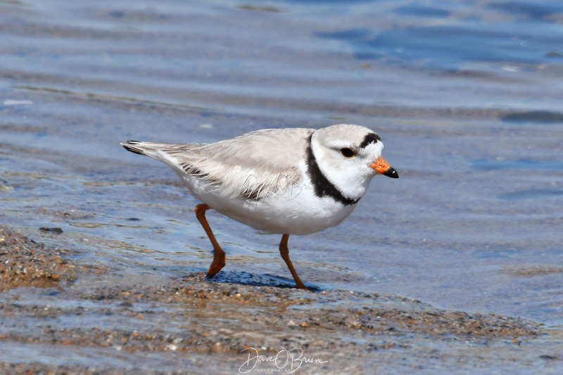 Piping Plover
Wells Beach
5/31/2020
