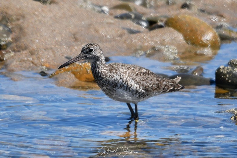 Willet
Wells Beach
5/31/2020
