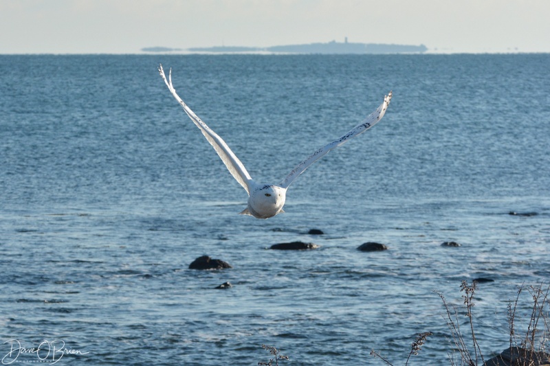 Snowy Owl on the Southern NH coast 12/16/17
