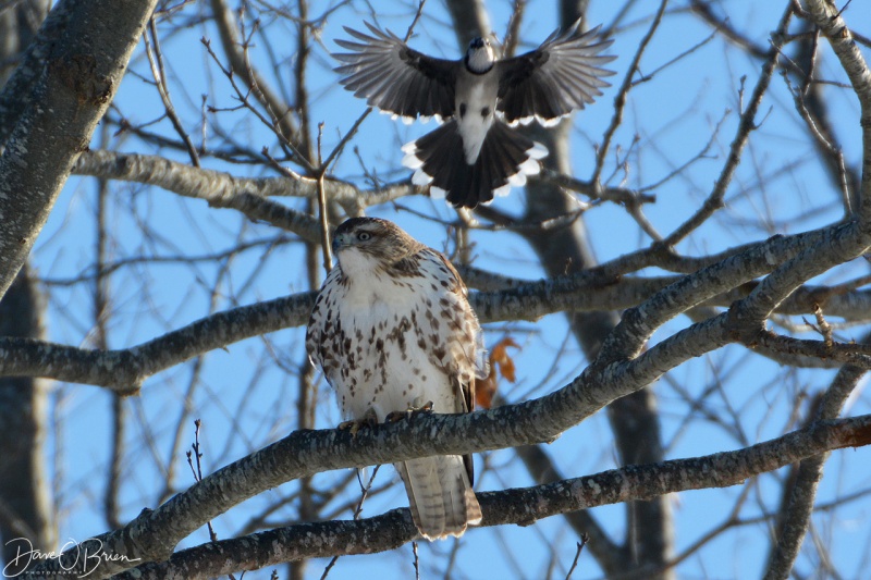 Bluebird tries to scare away a Red Tail Hawk 12/16/17
