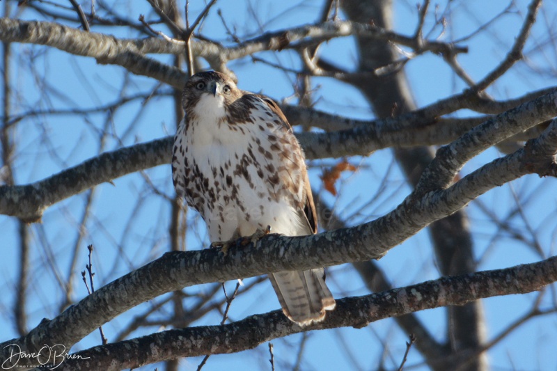 Red Tail Hawk 12/16/17
