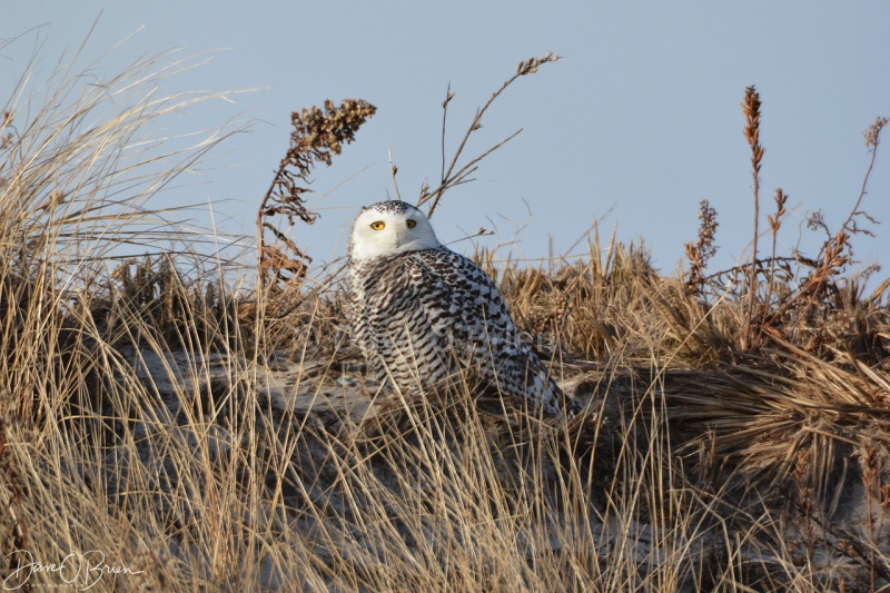 Snowy Owl 12/16/17
