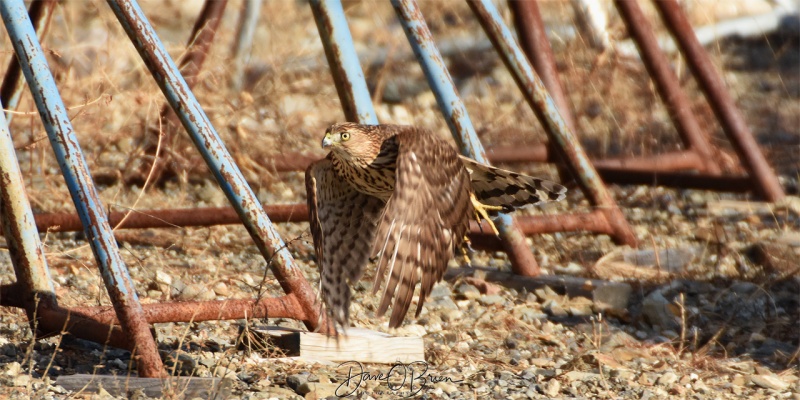 Juvenile Cooper's Hawk hunting in Rye
12/31/18
