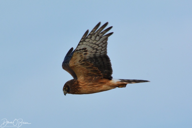 Harrier Hawk circles over the dunes 12/16/17
