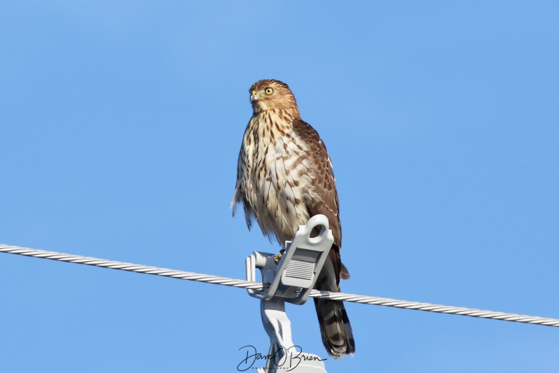 Juvenile Cooper's Hawk hunting in Rye
12/31/18
