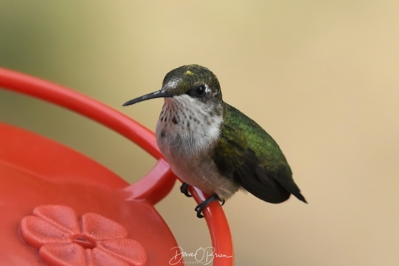 Hummingbird taking a peek at me
8/2/2020
