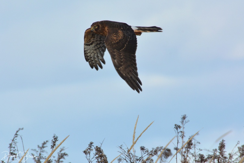 Harrier Hawk circles over the dunes 12/16/17
