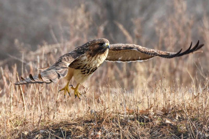 Red Tail on the hunt
12/31/18
