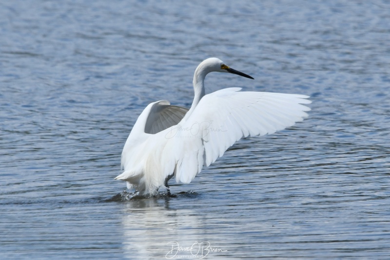 Odiorne State Park
6/2/2020
