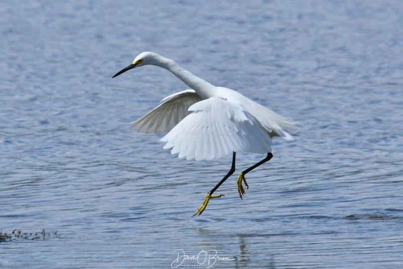 Snowy Egret
Odiorne State Park
6/2/2020
Keywords: Snowy Egret