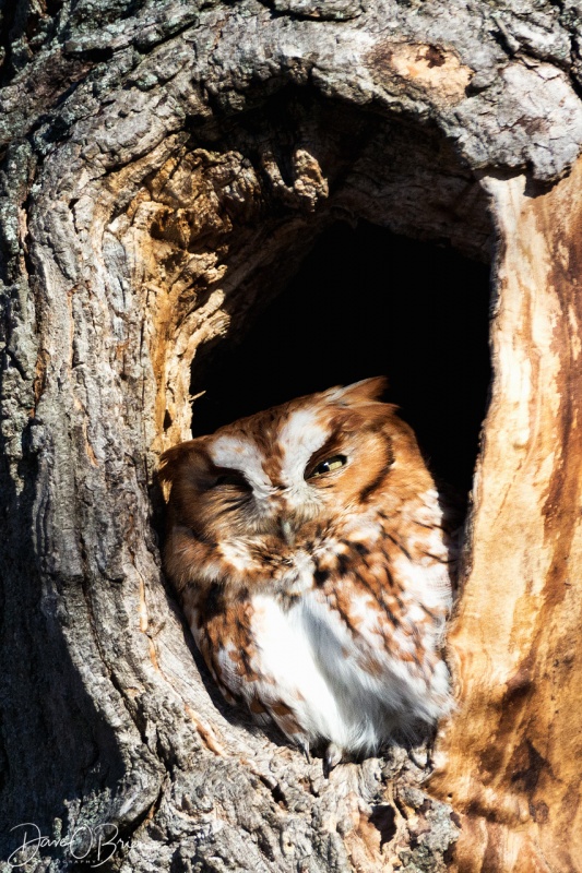 Screech Owl 12/17/17 
