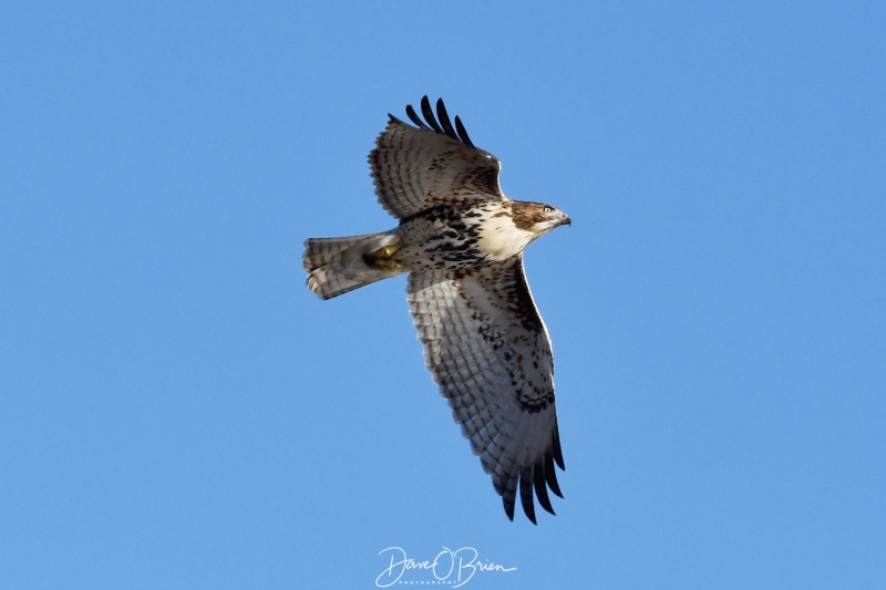 Red Tail Hawk
11/22/2020
