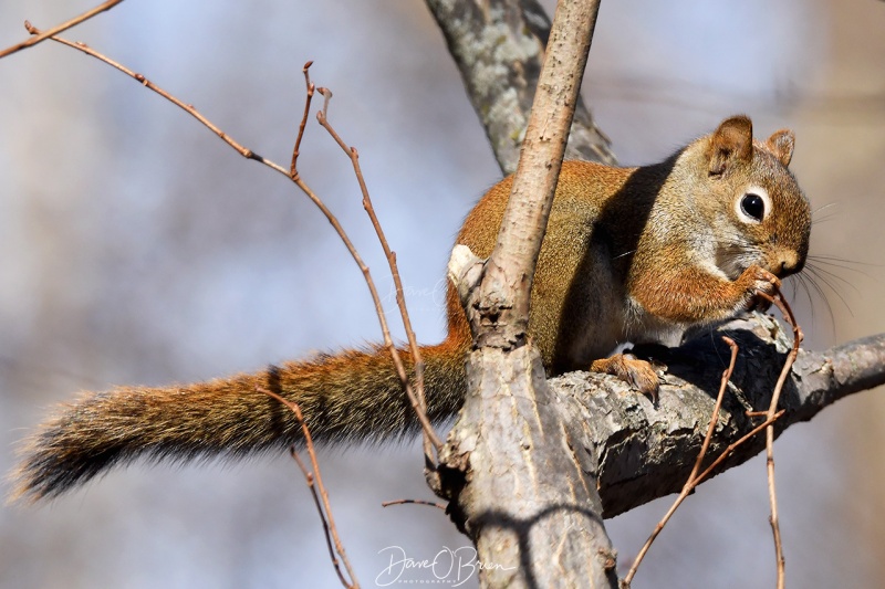 Red Squirrel keeping an eye on me.
11/22/2020
