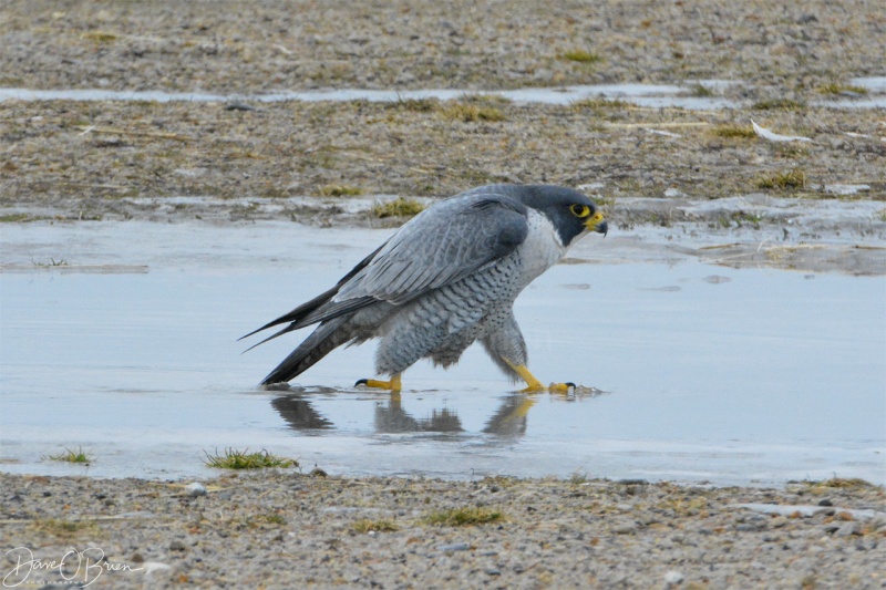 Peregrine couple in Southern NH 12/19/17
