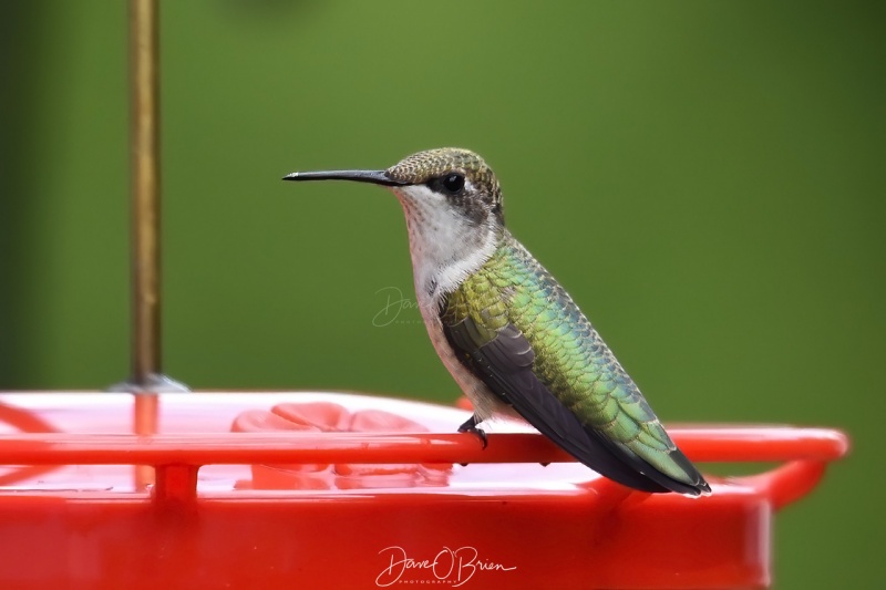 Hummingbird
8/7/2020
