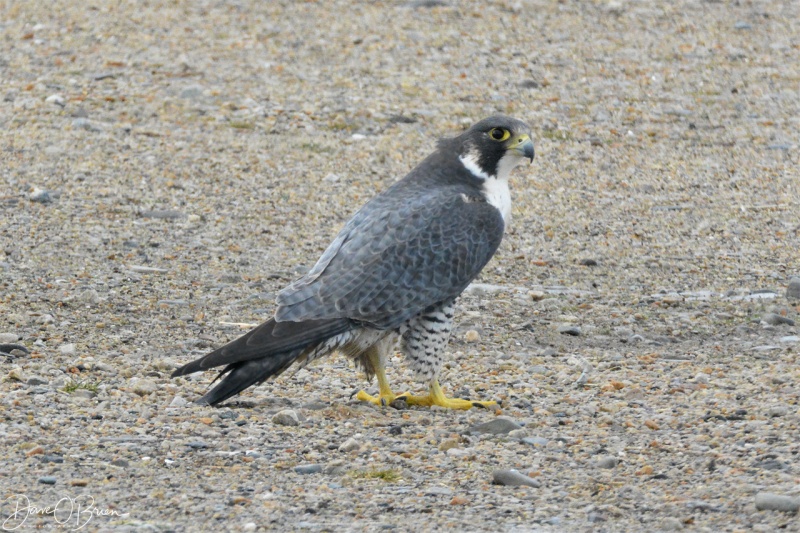 Peregrine couple in Southern NH 12/19/17
