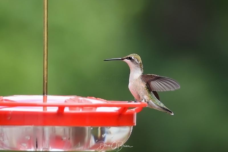 Hummer stretching it's wings
after a bear took down one of my feeders, a hummingbird feeder was the only feeder I left up.
8/7/2020
