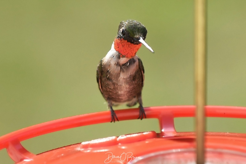 Adult Male Ruby-throated Hummingbird
8/11/2020
