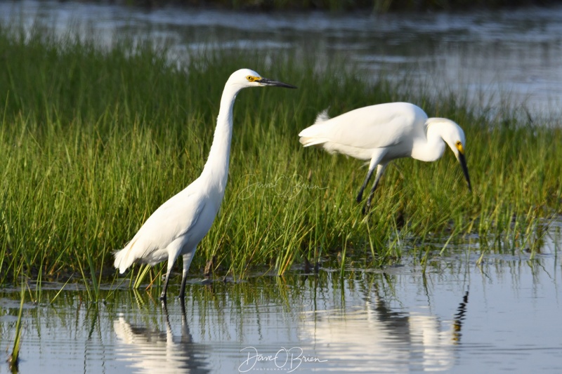 Snowy Egrets
Rye Marsh
6/5/2020
