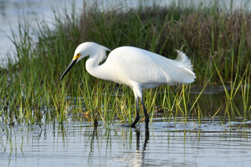 Snowy Egret
Rye Marsh
6/5/2020
