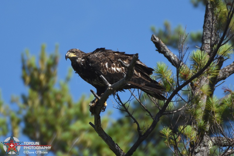 Immature Bald Eagle - Squam Lake 8/13/17
