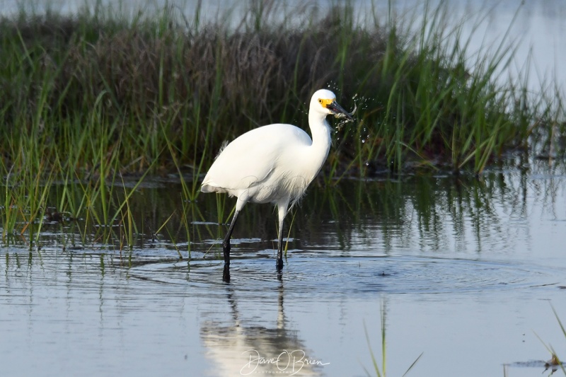 Snowy Egret
Rye Marsh
6/5/2020
