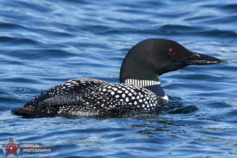 Common Loon - Squam Lake 8/13/17
