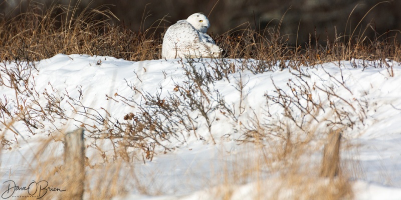 Snowy Owl near Biddeford Pool 1/1/18
