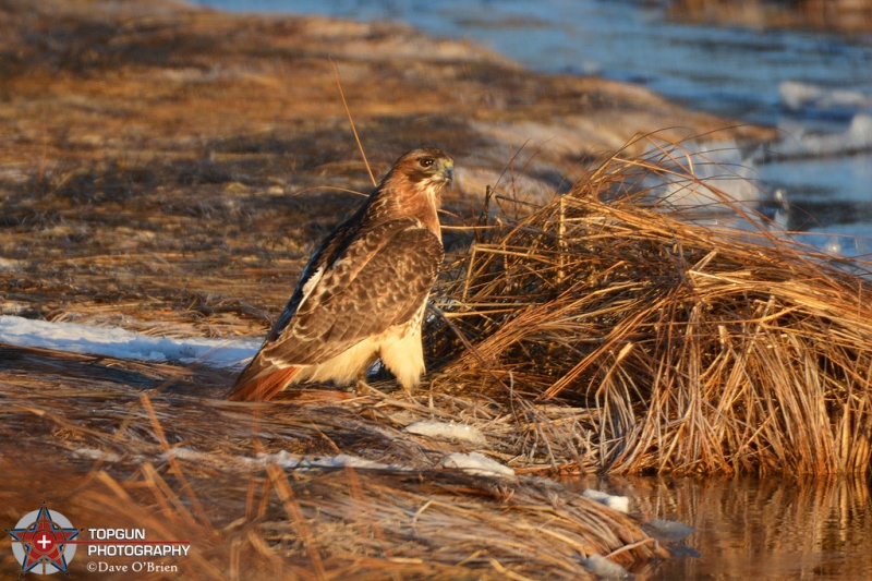 Red Tail Hawk, Rye marsh 2-18-16
