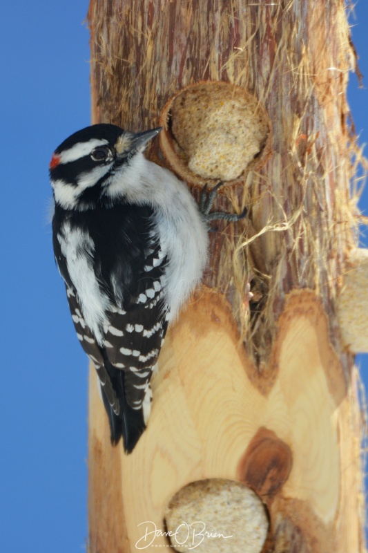 Hairy Woodpecker 1/18/18
