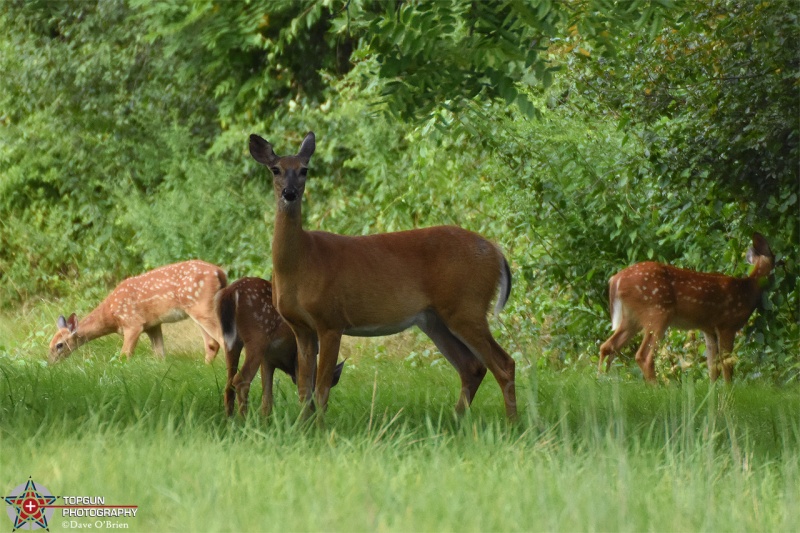 Deer family 8/17/17
