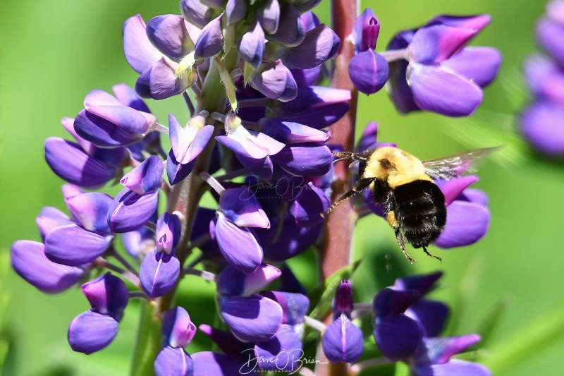 Bee and Lupine
Butterfly on a Lupine in Sugar Hill
6/12/2020

